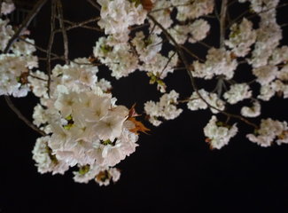 新西兰全景巴士,那些自驾游来不及知道的事儿(北岛+南岛超多公共交通实用信息各类购票详细教程InterCity)