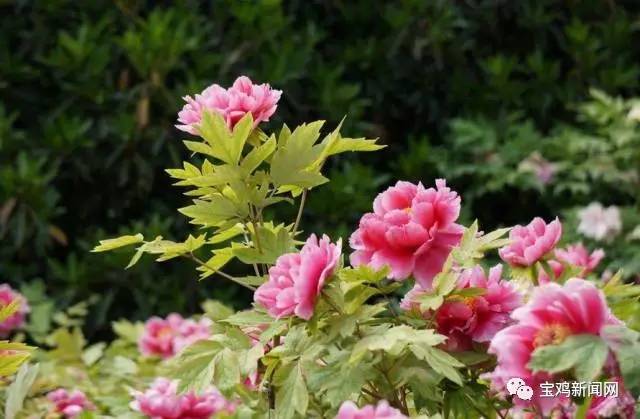 宝鸡到洛阳2日游 (宝鸡到洛阳坐高铁旅游)