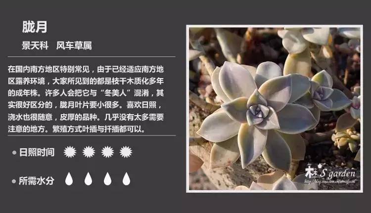 所有多肉植物的名字大全及图片,多肉植物的各种名字大全集