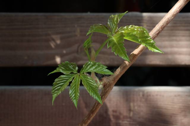 跟着鹿晗去兜风,跟着鹿晗去北京