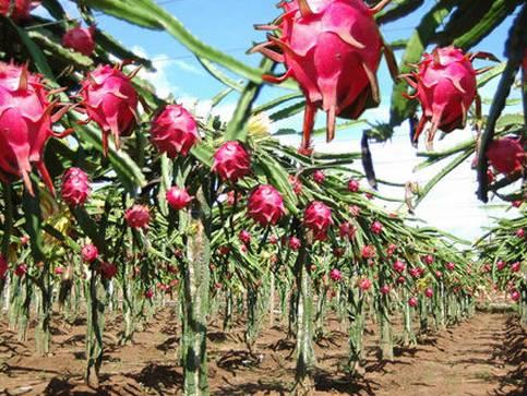植物王国奇迹果,水果王国植物图鉴系列