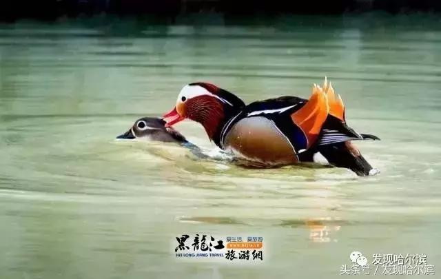 春天哈尔滨好玩的地方,哈尔滨春天景色