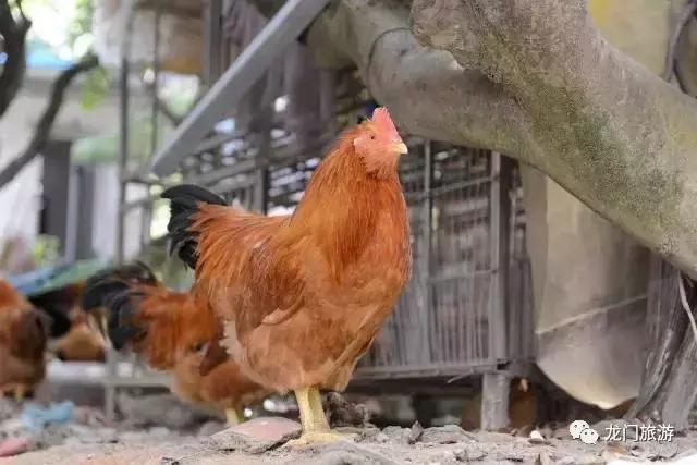 龙门旅游攻略美食,龙门景点旅游美食攻略