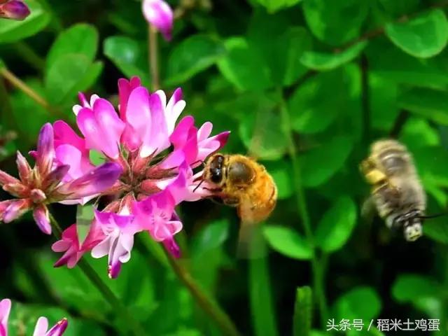 美好如初见：紫云英蜜