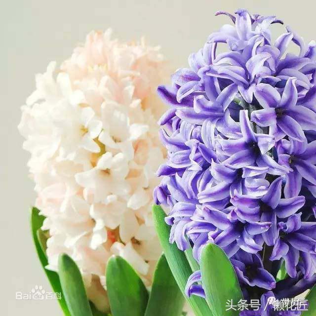 有毒有害的花草有哪些,千万不要碰的10种毒虫