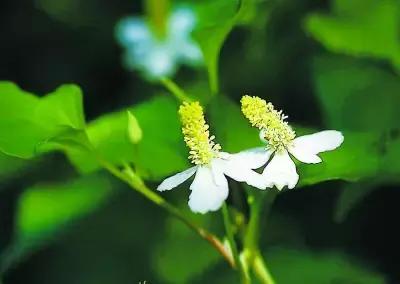 聊一聊这两味春季最常见的药草