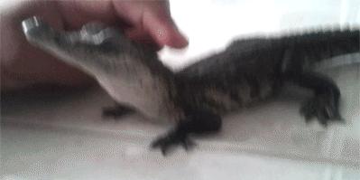 SINNOL鳄鱼皮皮带,HERRRRES鳄鱼皮皮带