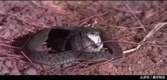 假期一定要带孩子看的5部纪录片,孩子必看的10部自然纪录片