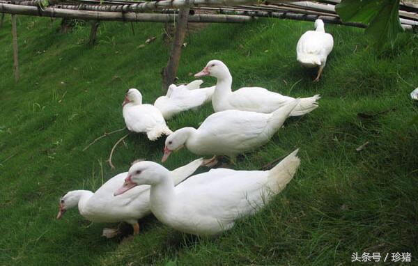 猪场没有养猪了养什么好,猪场没打猪瘟疫苗可以吗