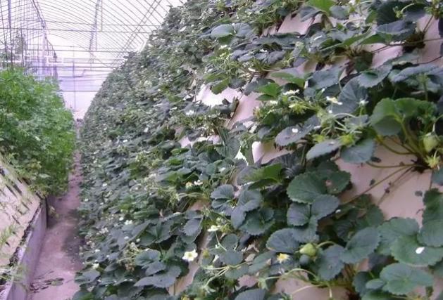 无土栽培技术视频,无土栽培技术加盟