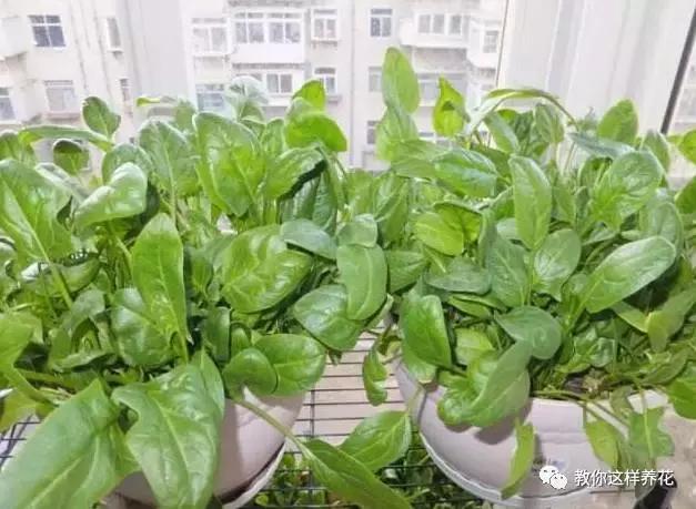 阳台蔬菜的种植方法和步骤,十大阳台蔬菜种植技巧