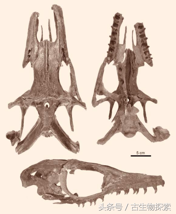 日本发现的恐龙化石,日本恐龙化石