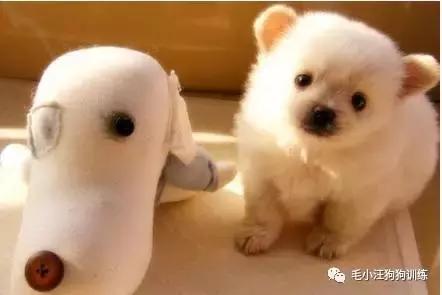 遛狗太气人句子,遛狗时被人骂怎么办