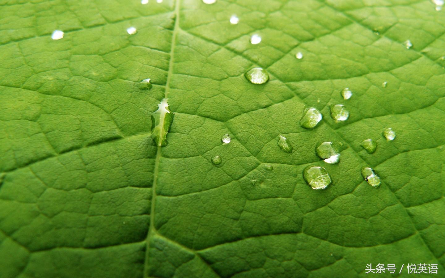 新高考英语必背文章,2017年高考新课标3卷文言文翻译