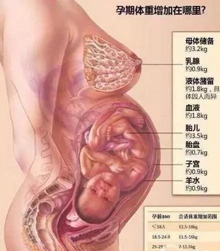 怀孕肉都长在哪里了,怀孕多久开始长肉