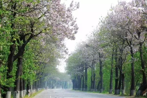 跟着小路旅游不迷路,婺源五一适合去哪里玩