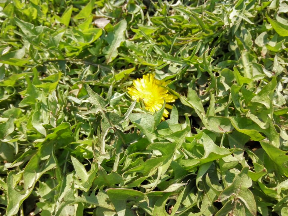 五一劳动节来源和意义作文,五一劳动的来历写下来