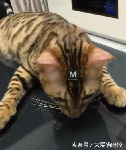 主人起床后发现脸上全是印泥,调查后发现,凶手是它