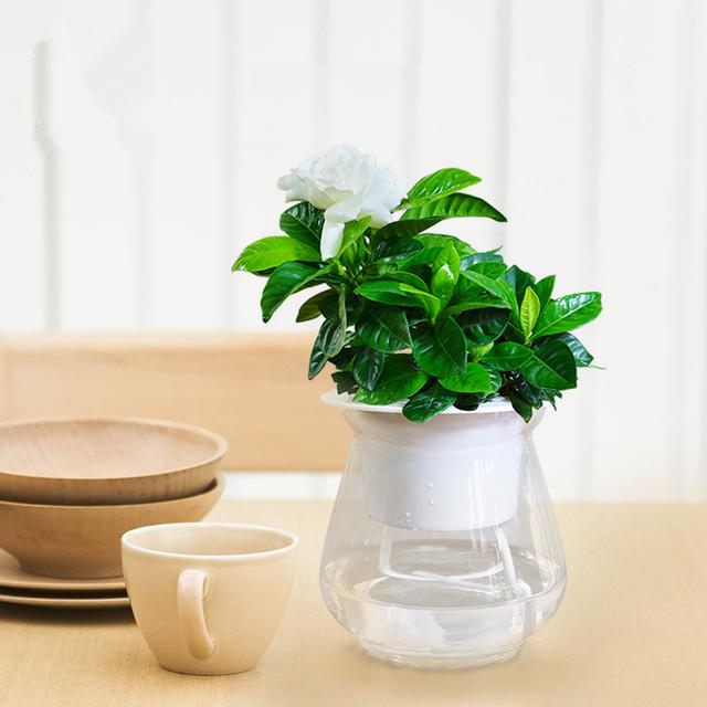 十种常见的水培植物推荐,超实用水培植物怎么养