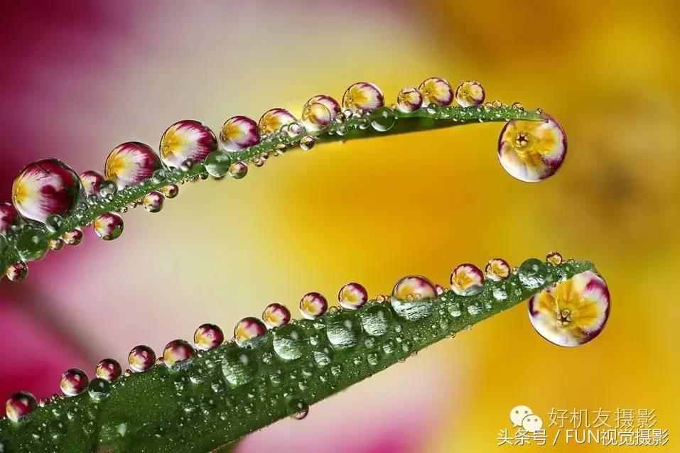 花卉创意摄影作品欣赏,花卉创意摄影十个技巧是什么