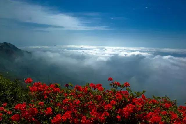 浏阳大围山杜鹃花旅游攻略,湖南浏阳大围山杜鹃花节一日游