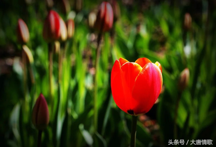 郁金香盛开的美丽,郁金香绽放在波斯湾上空