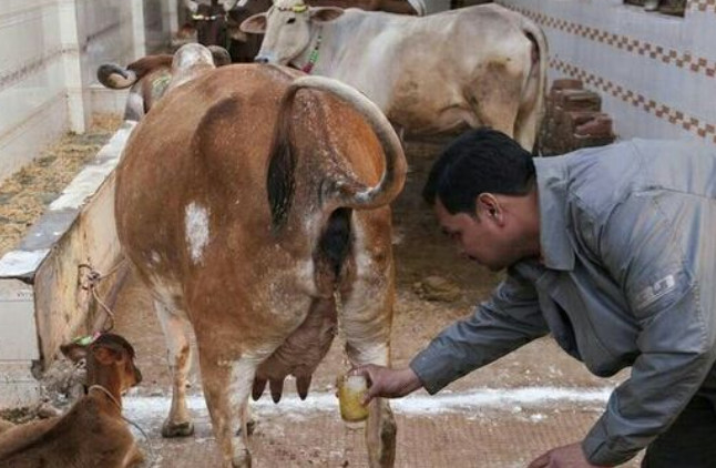 印度人把牛当成饮料喝,印度人用牛尿做食物