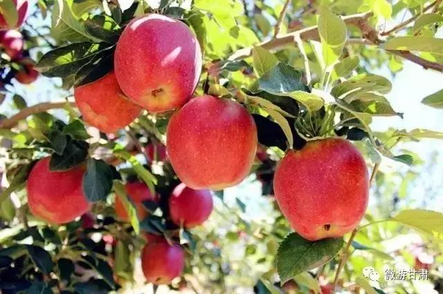 黄河三峡旅游攻略跟团,黄河三峡的攻略