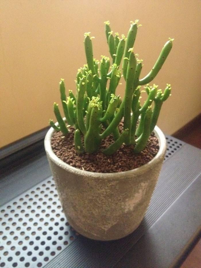 逆天了中国吃货!多肉植物炒肉吃!