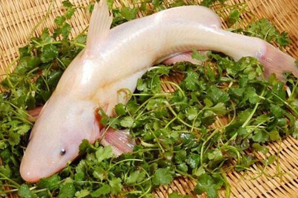 长江十大淡水名鱼,钓上来罕见红鲤鱼