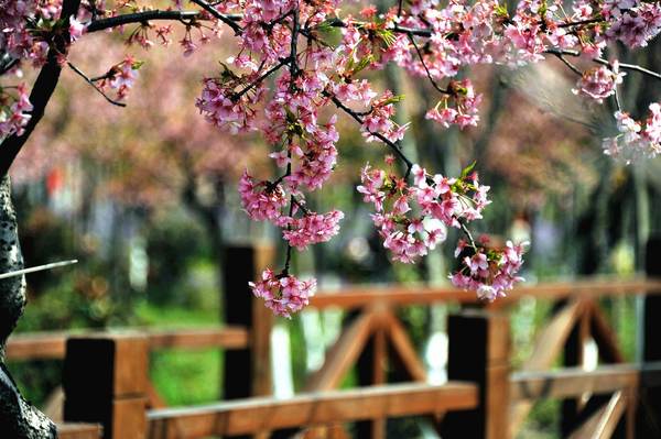 北海道九款特色美食推荐附日本单次商务签证办理攻略