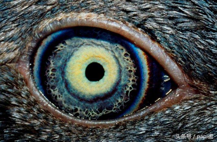 高清镜头下的眼睛看起真美，看眼睛猜动物你能猜对几个