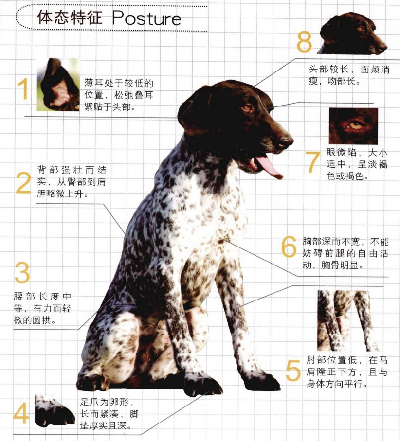 世界名犬波音达猎犬,德国波音达犬和英国波音达犬