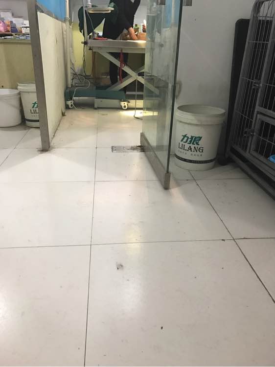 贵宾妈妈怀孕两个月依然没有生产，带去医院剖腹产后却是一场噩梦