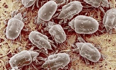 身上出现红疙瘩很痒是梅毒吗,孩子身上痒起红疙瘩