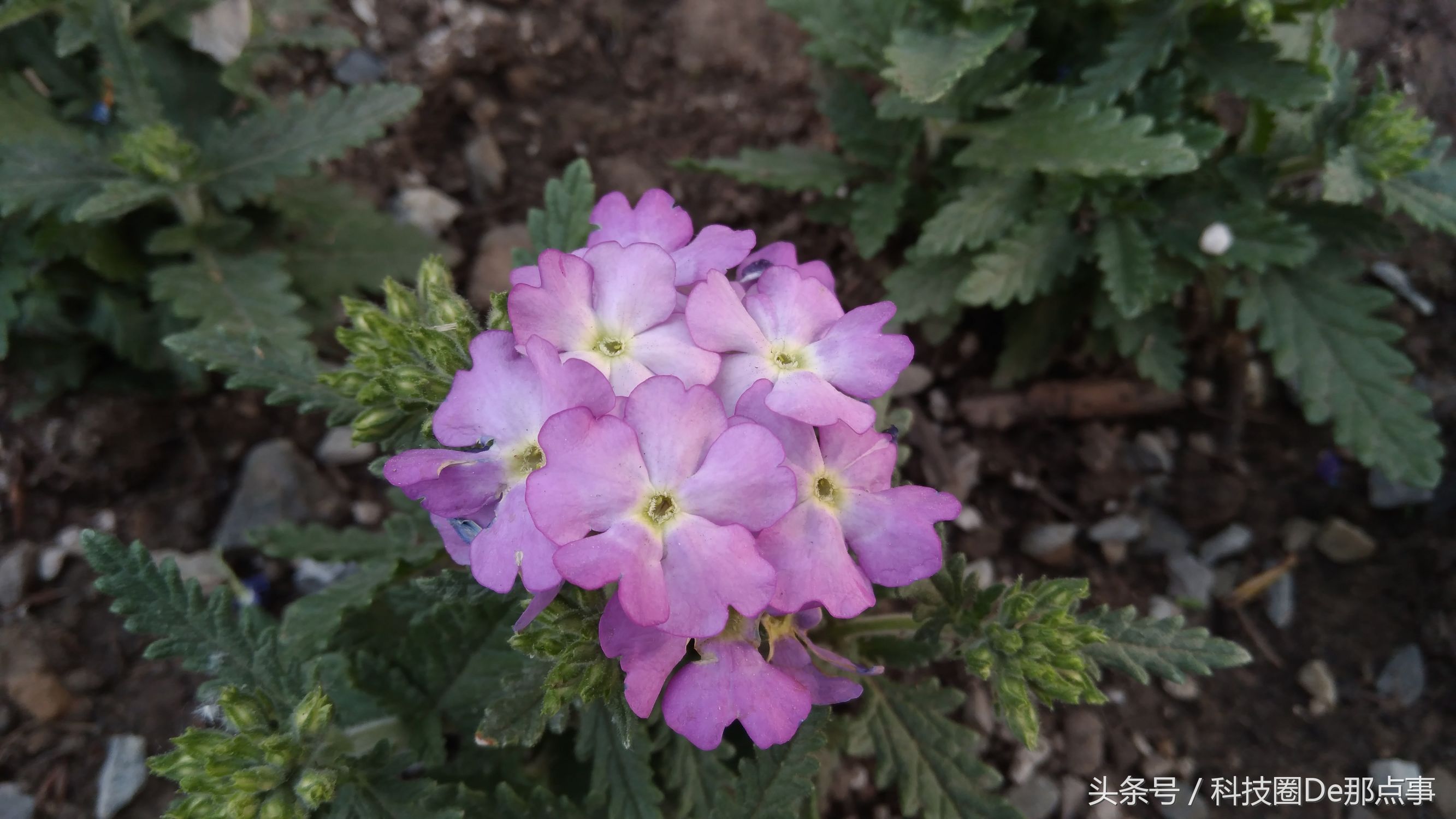 nokia6的优点与缺点,诺基亚nokia6价格表