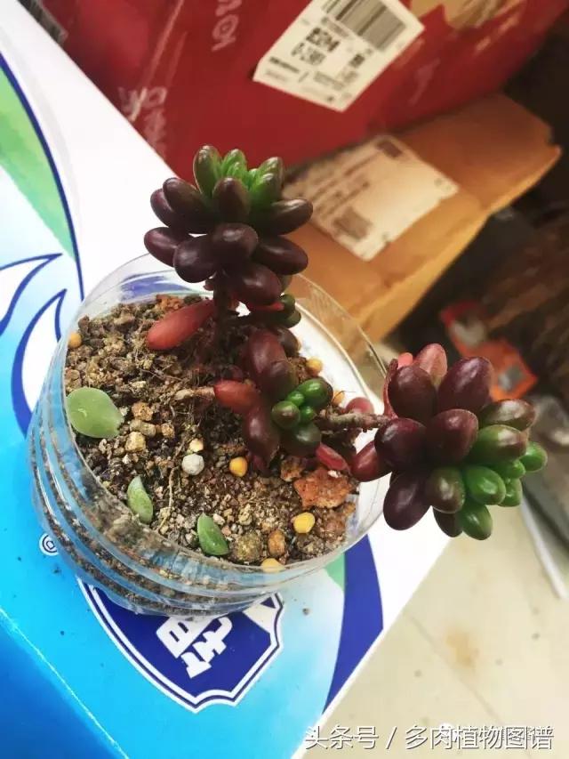 宿舍多肉品种推荐,宿舍多肉