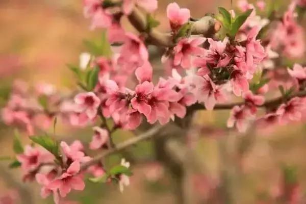 莫负春光辽宁赏花踏青攻略来了,辽宁最美十大花海