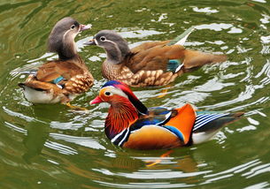 夫妻感情不和谐的三大因素是什么,朋友夫妻感情不和怎么劝