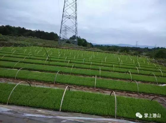 天南地北潜山人：余井种粮女豪杰——朱云霞