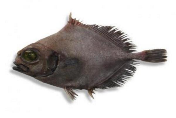 新西兰海产干货,新西兰海珍品