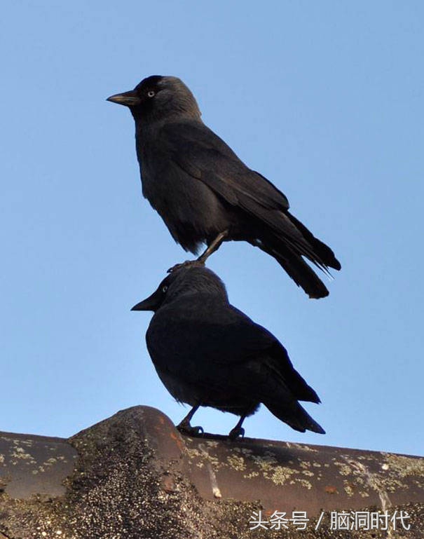 来！给鸦哥上支烟！