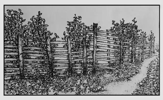 插画师迷狸:路过,停留