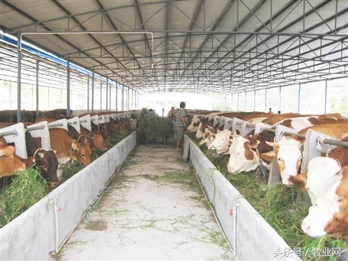 牛病的基础检查法,牛羊临床检查基本方法