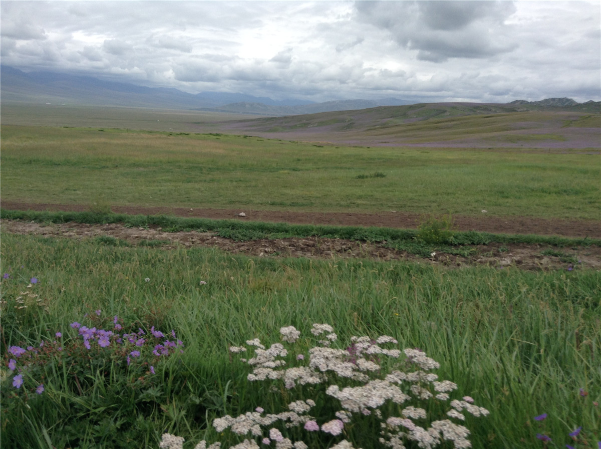 辽阔的草原绿色的歌完整版,辽阔的草原绿色的歌