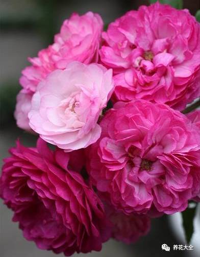 最美最高端的30款月季 (十种绝美的月季)