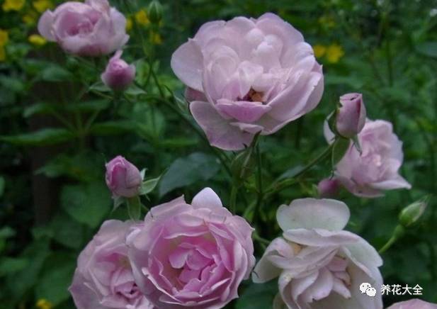 最美的十款月季品种推荐 (十种绝美的月季)