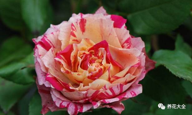 最美的十款月季品种推荐 (十种绝美的月季)