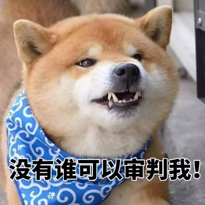 母荷兰猪可以做绝育手术吗,两只不同的荷兰猪可以绝育吗