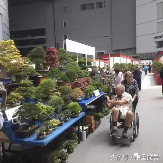 现在什么盆景最有前景,盆景创业未来前景如何